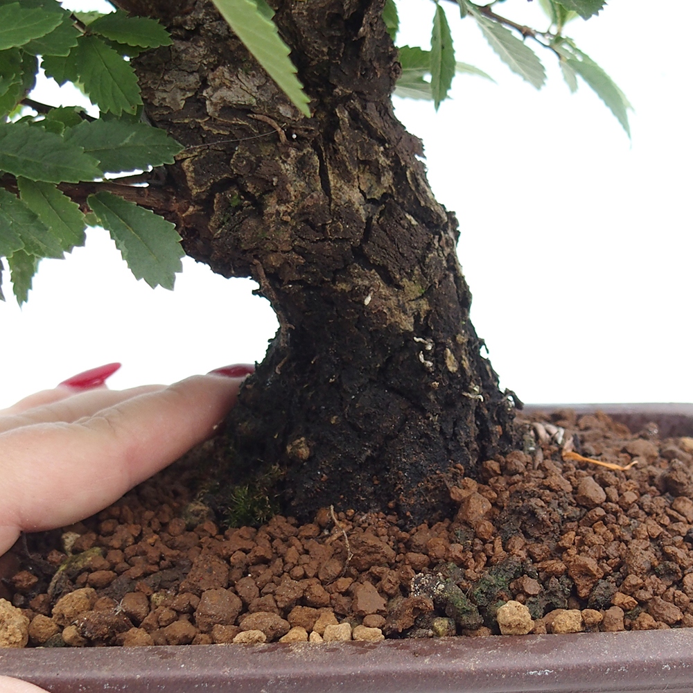Venkovní bonsai - Zelkova - Zelkova NIRE