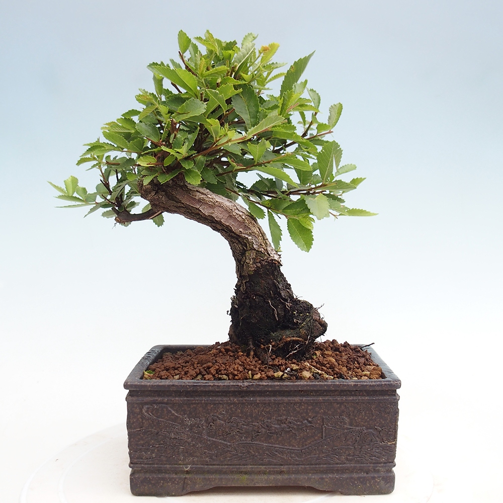 Venkovní bonsai - Zelkova - Zelkova NIRE