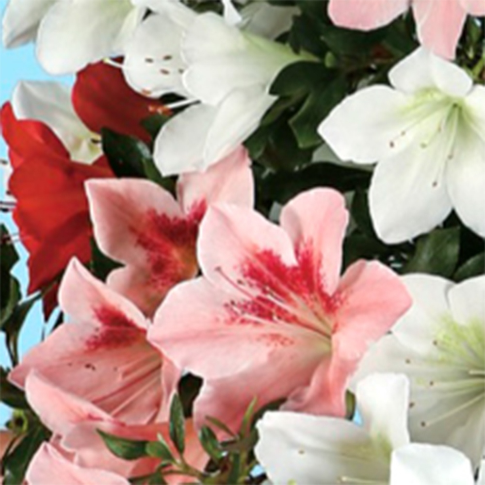 Venkovní bonsai - Japonská azalka - Azalea Sayaka