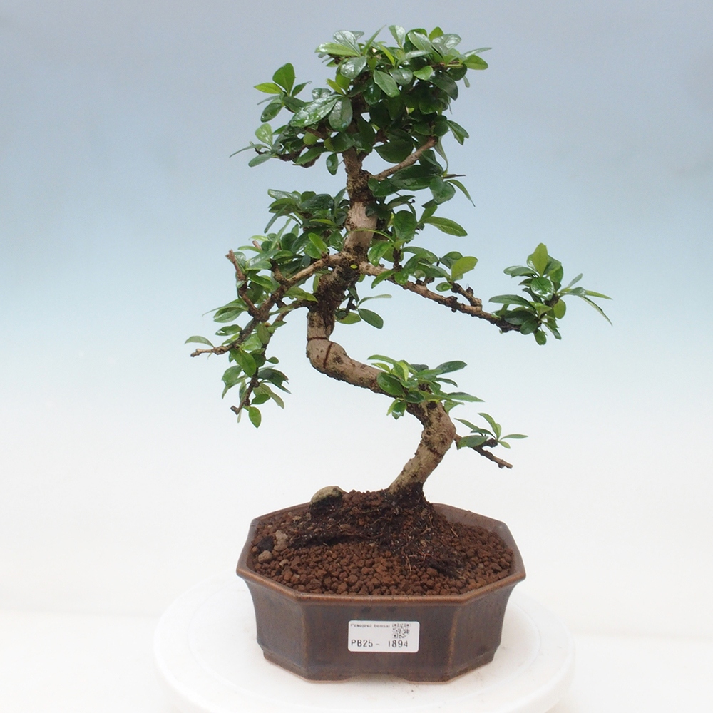 Pokojová bonsai - Carmona macrophylla - Čaj fuki