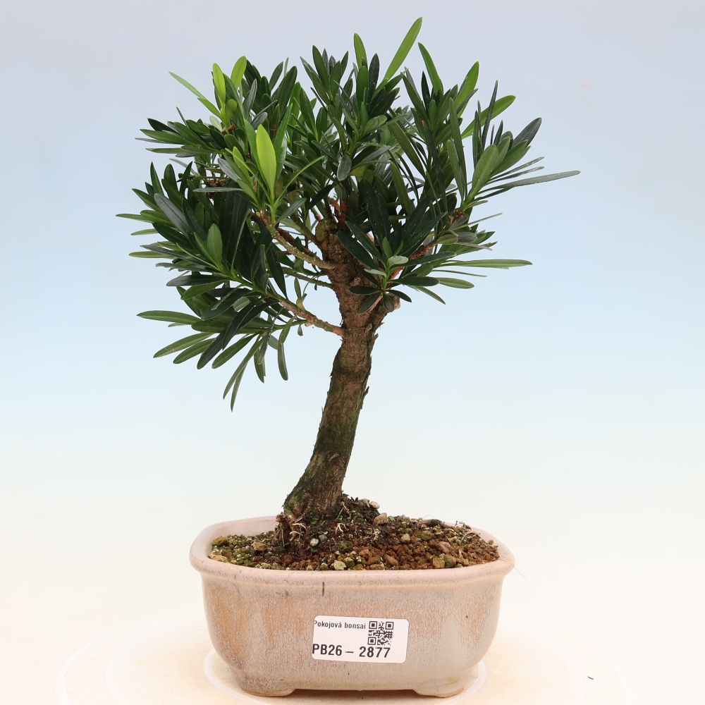 Pokojová bonsai - Podocarpus - Kamenný tis