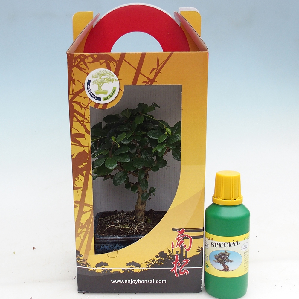 Pokojová bonsai v dárkové krabičce Carmona microphylla - Čaj fuki