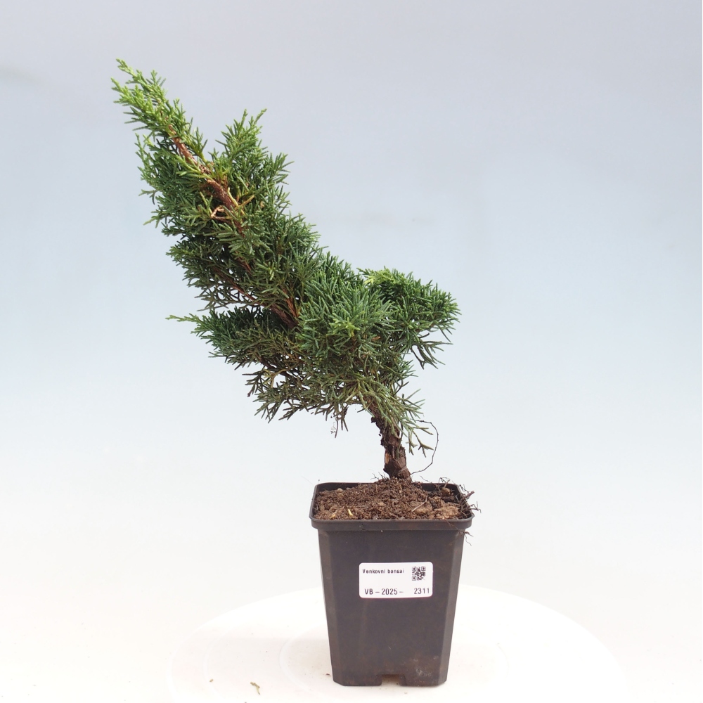 Venkovní bonsai - Juniperus chinensis Kishu -Jalovec čínský