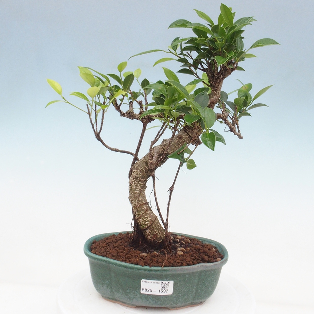 Pokojová bonsai - Ficus retusa -  malolistý fíkus