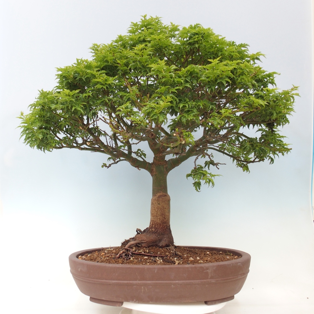 Venkovní bonsai -Javor dlanitolistý Acer palmatum Shishigashira
