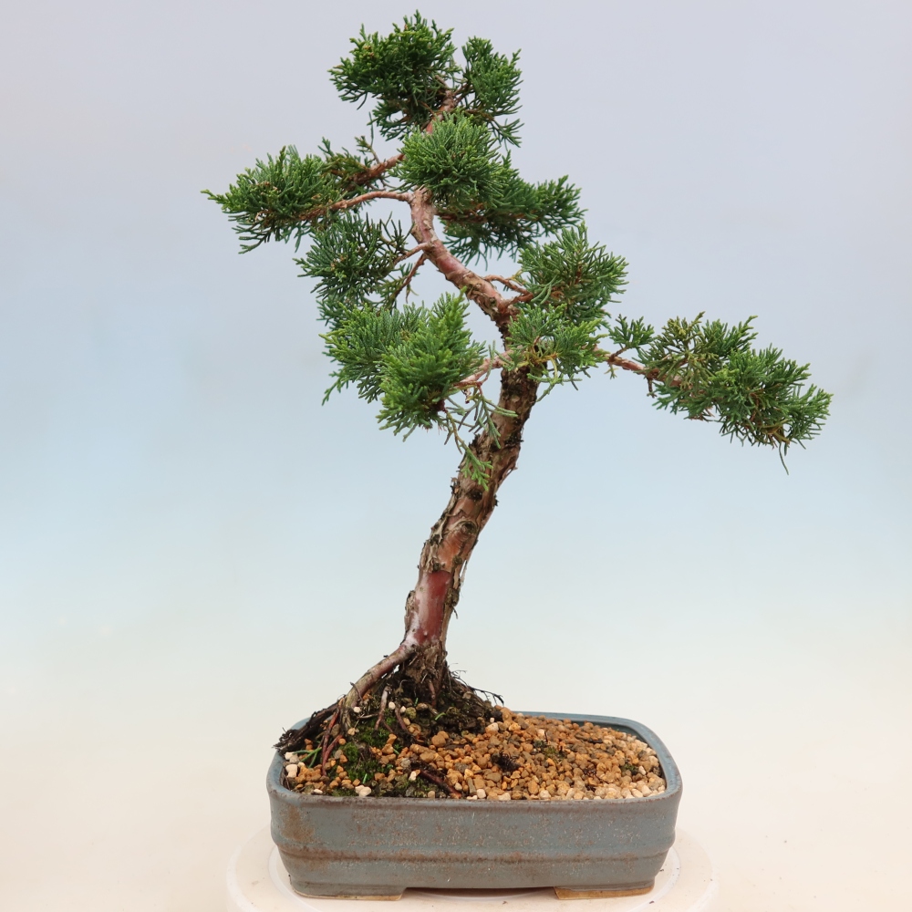 Venkovní bonsai - Juniperus chinensis Kishu -Jalovec čínský