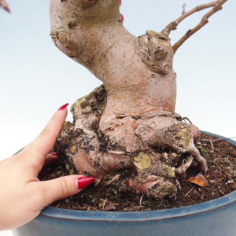 Venkovní bonsai -Malus halliana - Maloplodá jabloň
