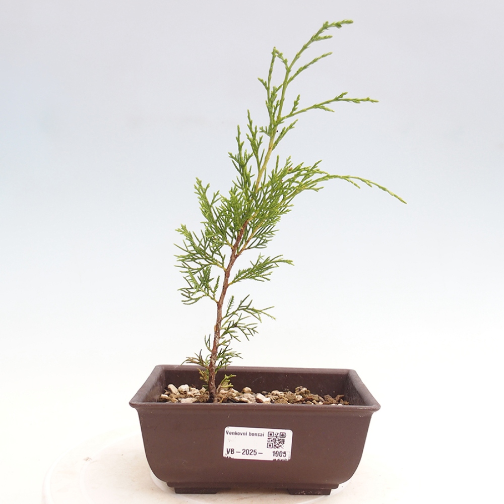 Venkovní bonsai - Juniperus chinensis Itoigawa -Jalovec čínský