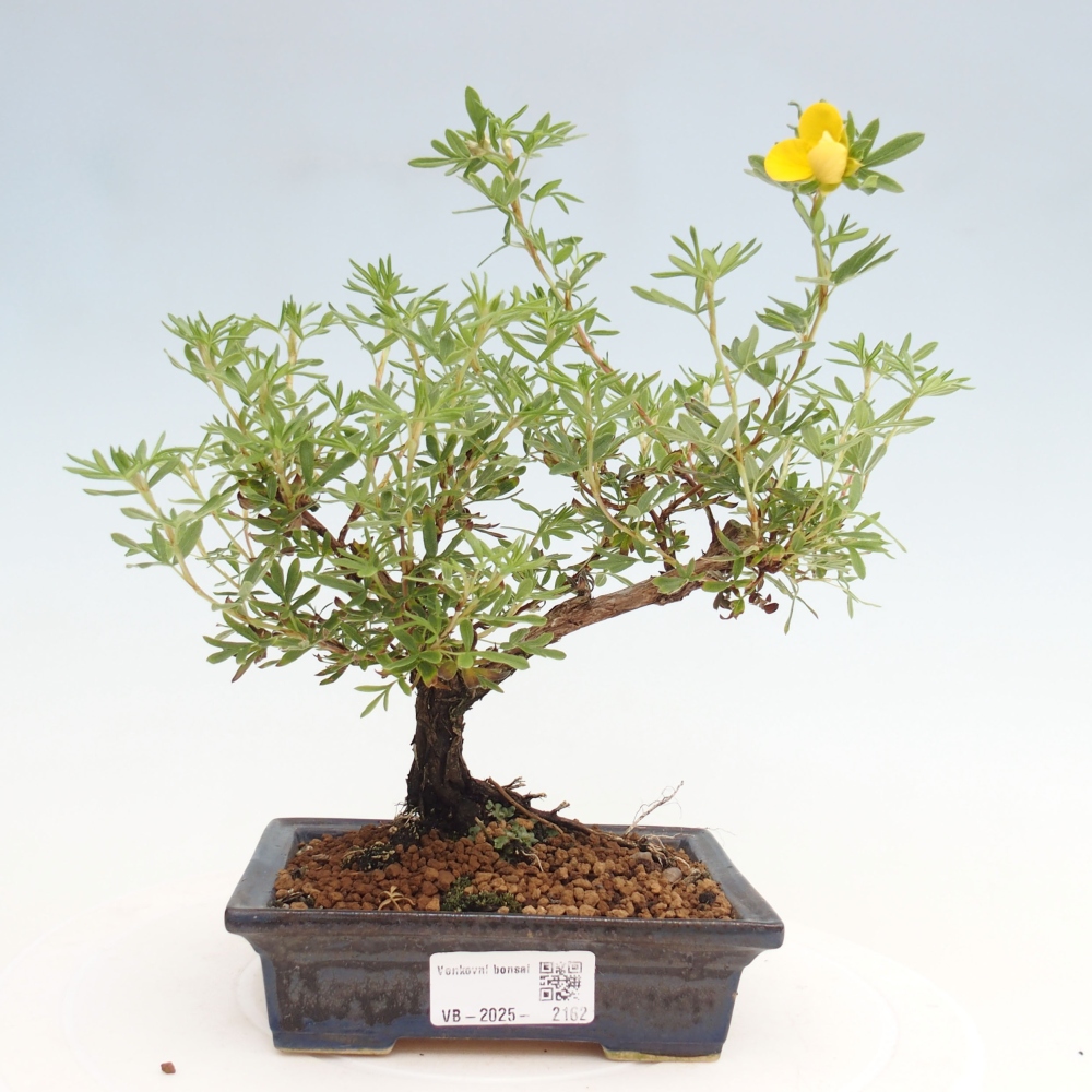 Venkovní bonsai-Mochna křovitá - potentila fruticosa yellow Bird