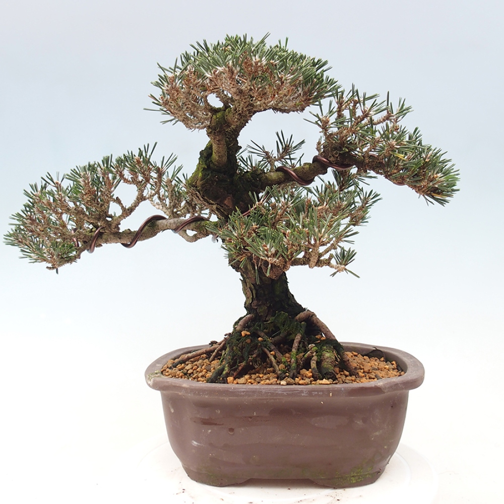 Venkovní bonsai - Pinus thunbergii Kotobuki - Borovice thunbergova