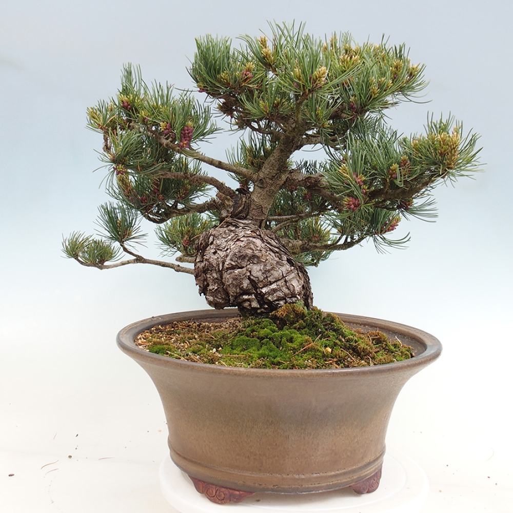 Venkovní bonsai - Pinus parviflora - Borovice drobnokvětá