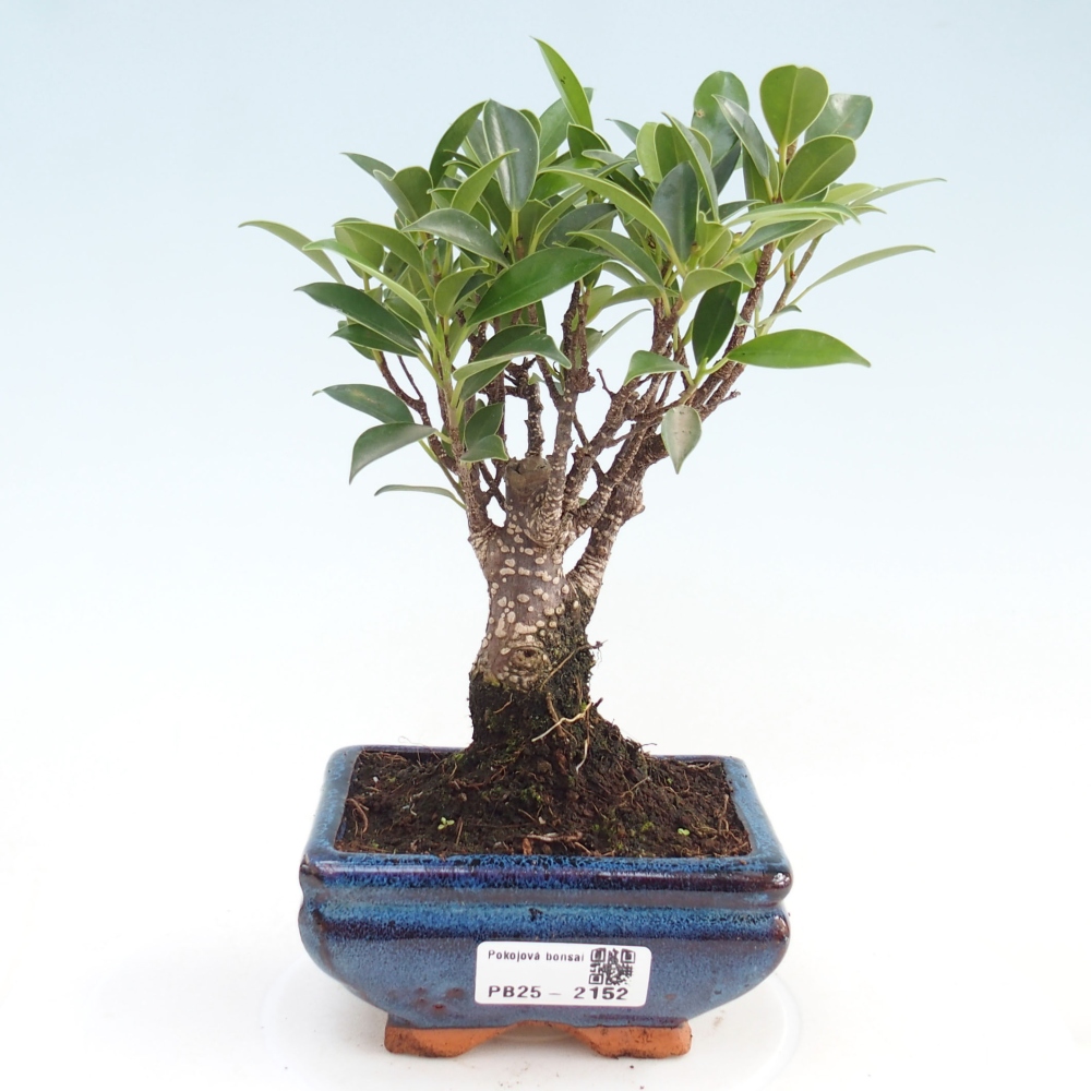 Pokojová bonsai Ficus retusa kimmen