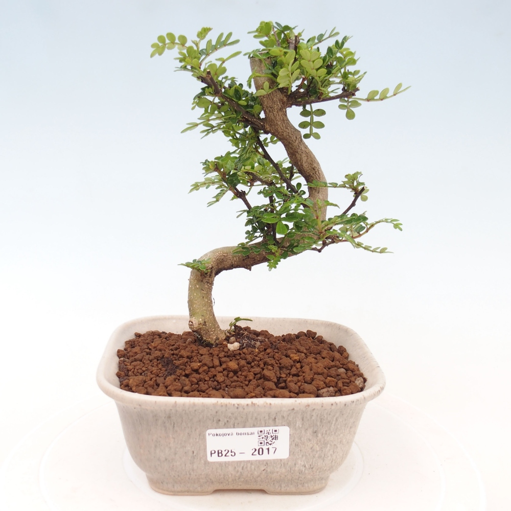 Pokojová bonsai - Zantoxylum piperitum - pepřovník