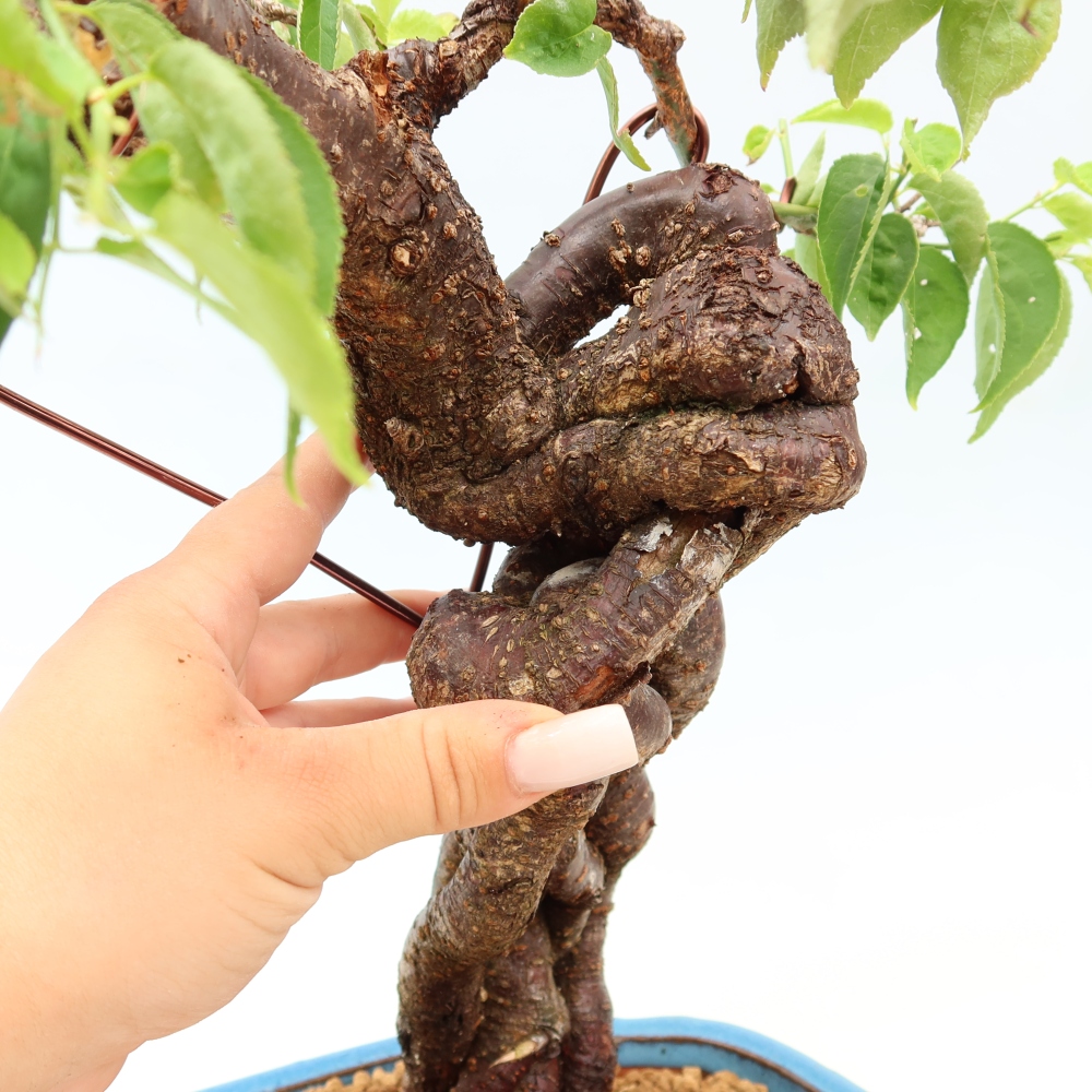 Venkovní bonsai -Japonská meruňka - Prunus Mume