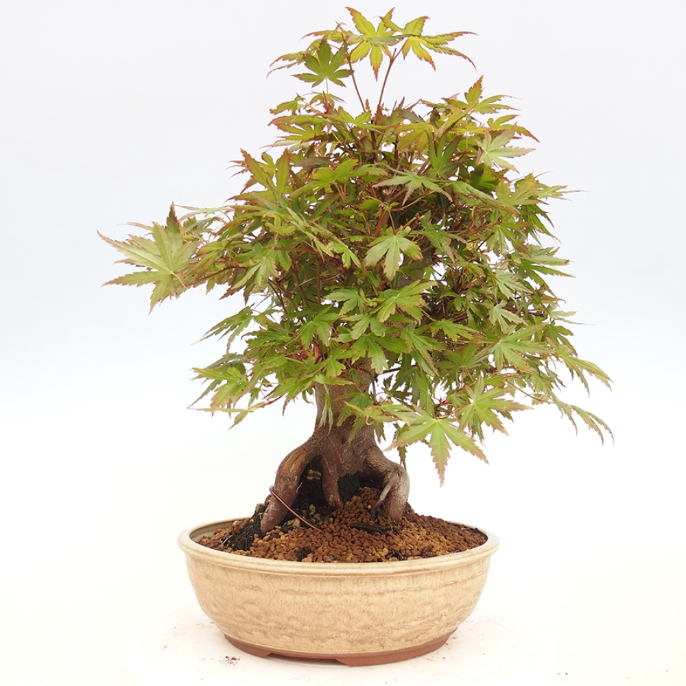 Venkovní bonsai - Acer palmatum  - Javor dlanitolistý