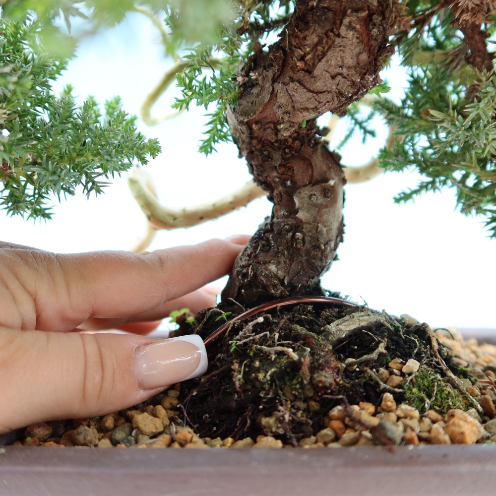 Venkovní bonsai - Juniperus procumbens - Jalovec polehavý