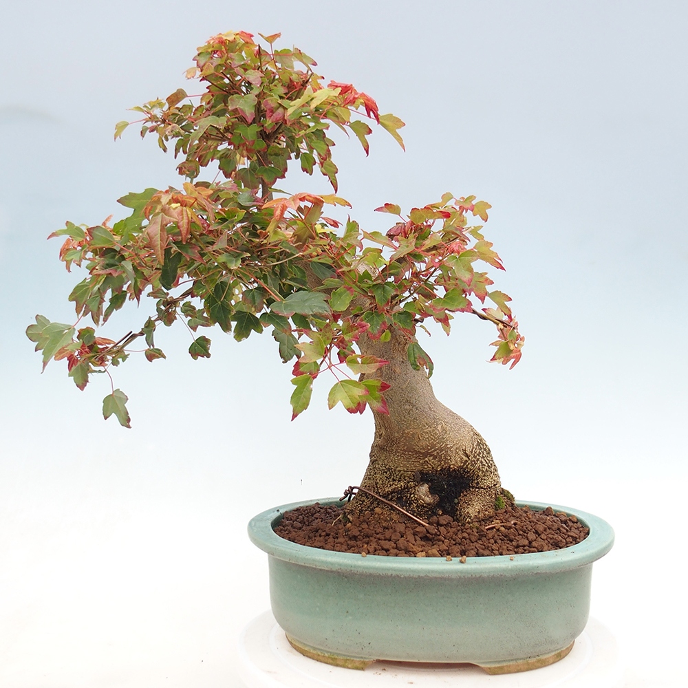 Venkovní bonsai - Acer Buergerianum - Javor Burgerův