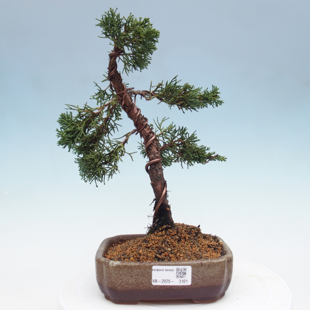 Venkovní bonsai - Juniperus chinensis Kishu -Jalovec čínský
