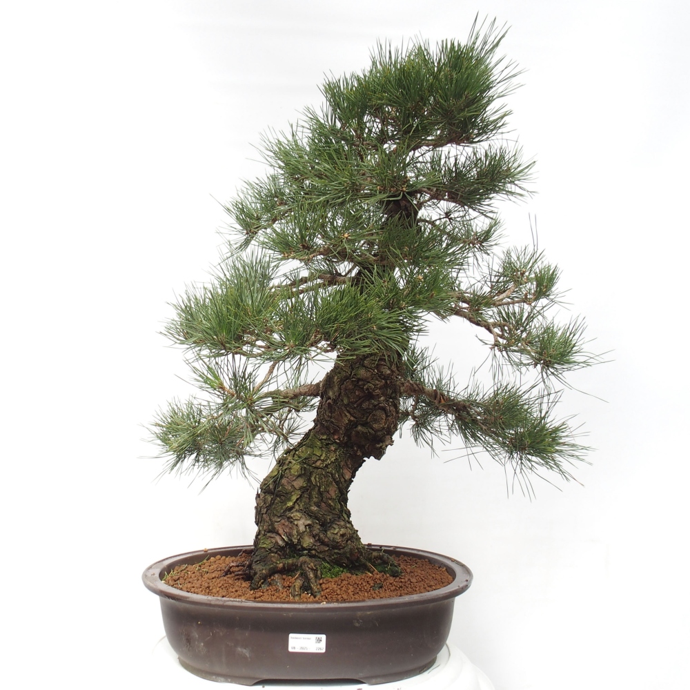 Venkovní bonsai - Pinus thunbergii - Borovice thunbergova