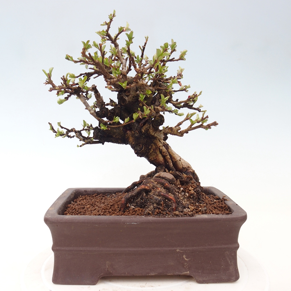 Venkovní  bonsai -  Chaneomeles speciosa - Kdoulovec ozdobný