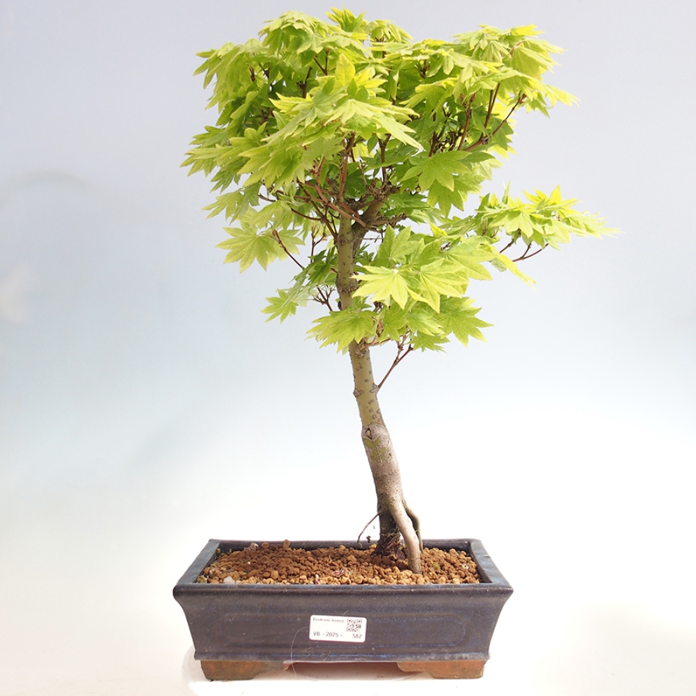 Venkovní bonsai - Javor palmatum katsura GISAN - Javor dlanitolistý