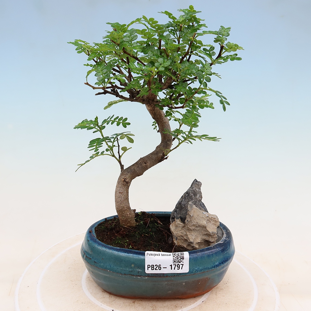 Pokojová bonsai - Zantoxylum piperitum - Pepřovník