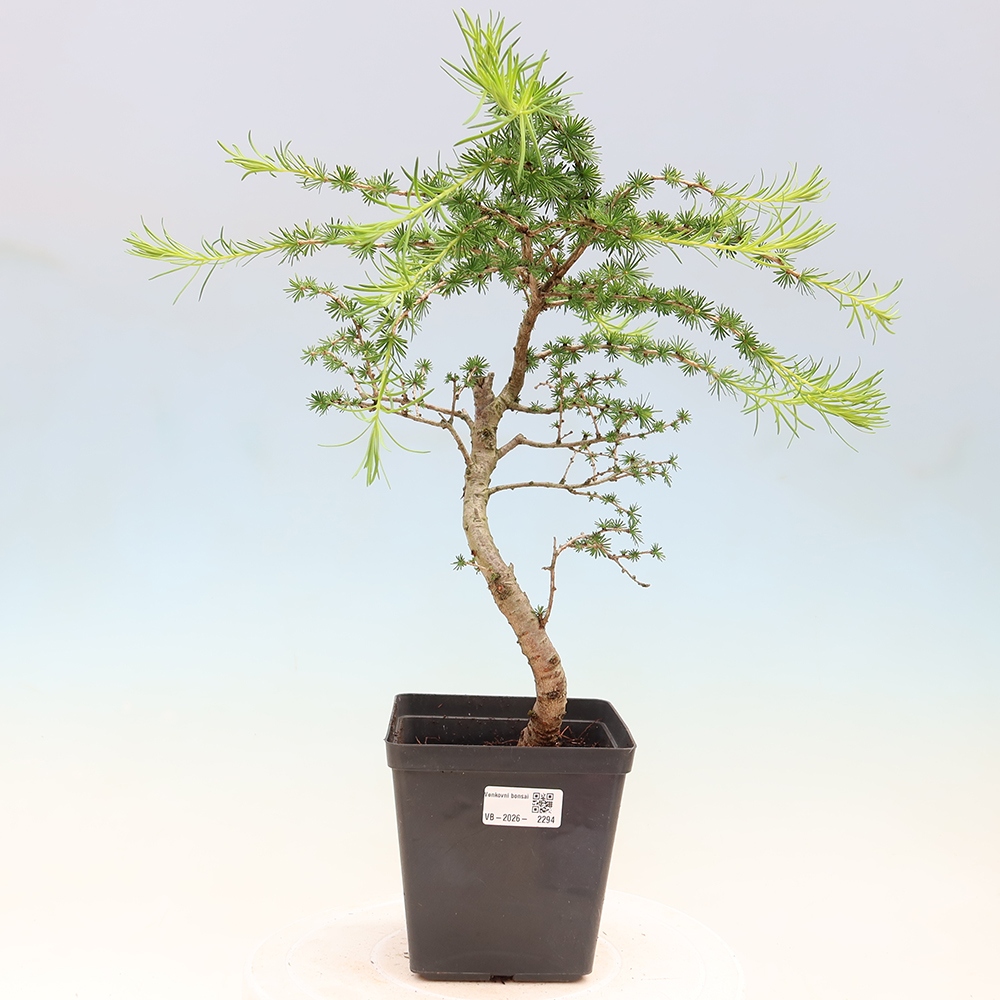 Venkovní bonsai -Larix decidua - Modřín opadavý 