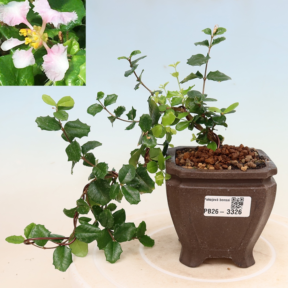 Pokojová bonsai - Malpígie barbadoská třešeň - Malpighia coccigera