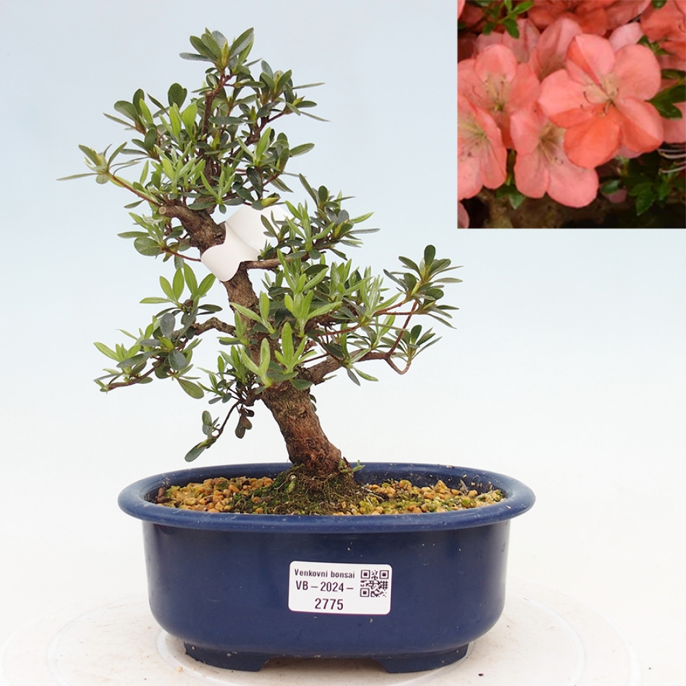 Venkovní bonsai - Japonská azalka - Azalea Asazakura