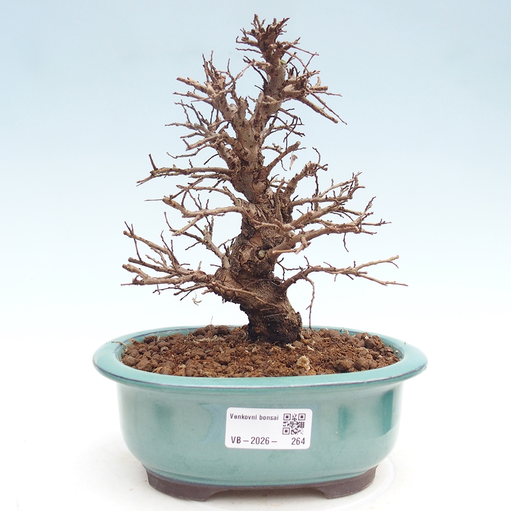 Venkovní bonsai - Zelkova - Zelkova NIRE