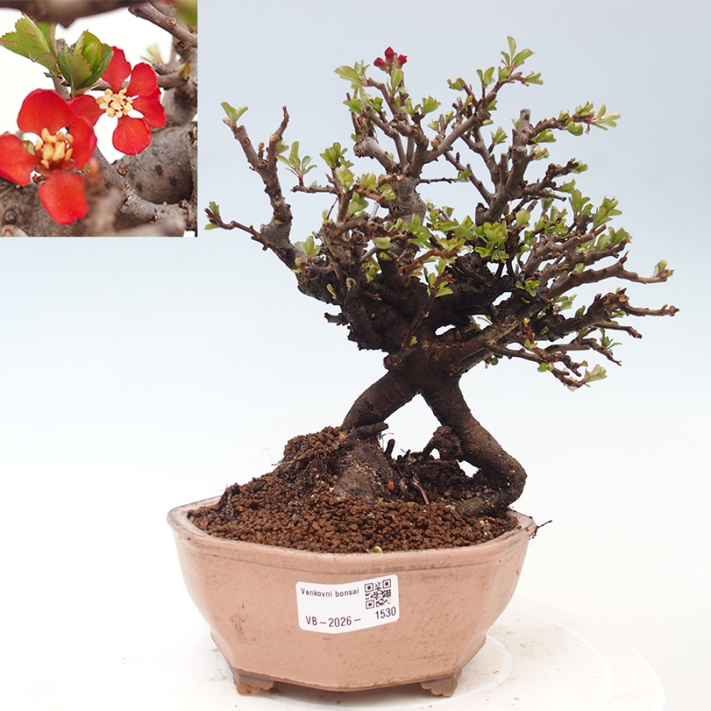 Venkovní  bonsai -  Chaneomeles speciosa - Kdoulovec ozdobný