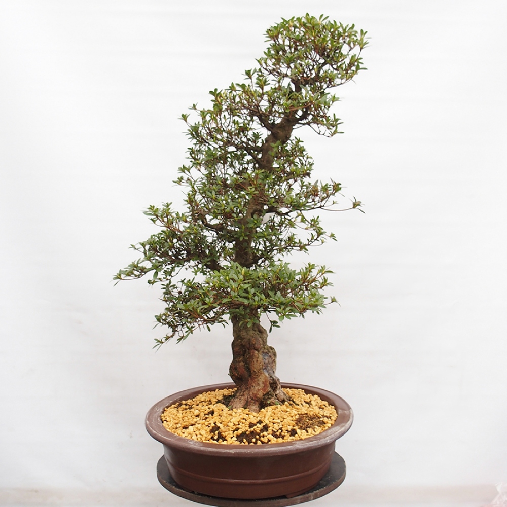 Venkovní bonsai - Japonská azalka - Azalea Suiren