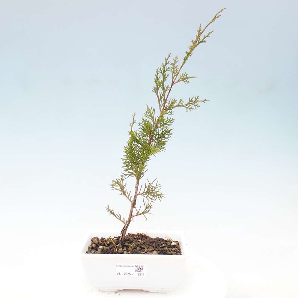 Venkovní bonsai - Juniperus chinensis Itoigawa -Jalovec čínský