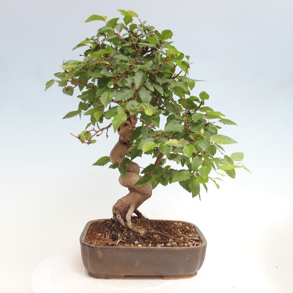 Venkovní bonsai -Carpinus CARPINOIDES - Habr korejský