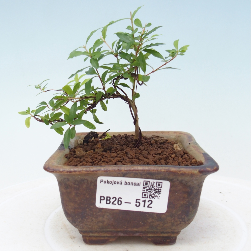 Pokojová bonsai-PUNICA granatum nana-Granátové jablko