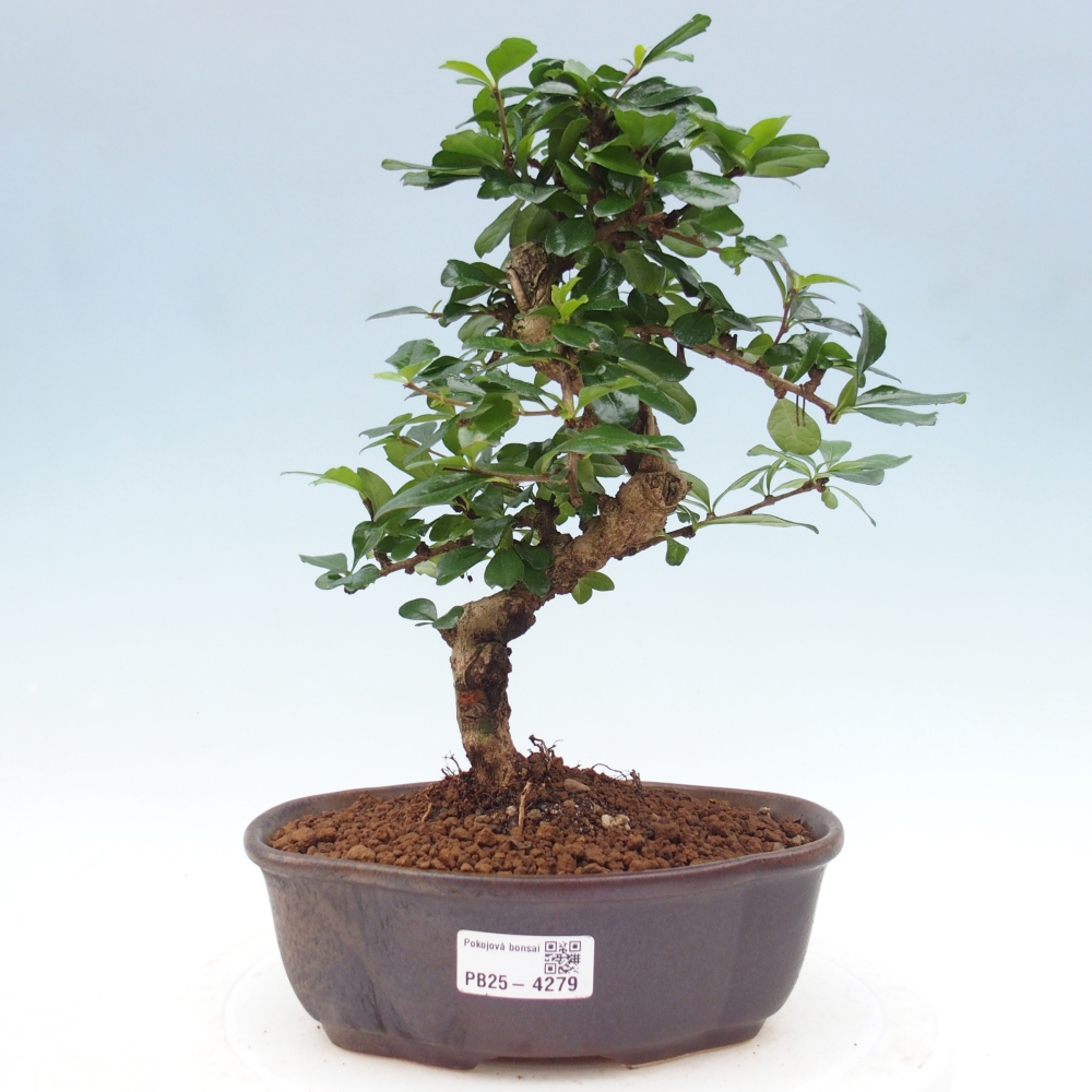 Pokojová bonsai - Carmona macrophylla - Čaj fuki