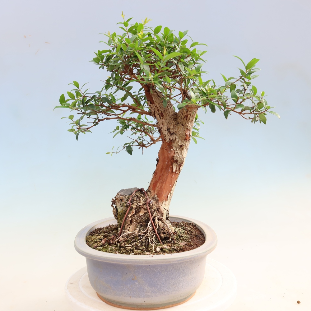 Pokojová bonsai - Myrtus communis - Myrta obecná