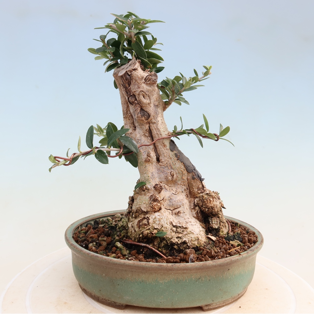 Pokojová bonsai - Olea europaea sylvestris -Oliva evropská drobnolistá