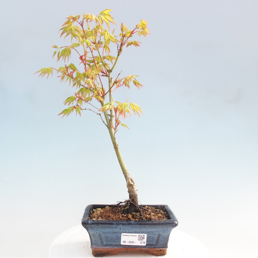Acer palmatum Aureum - Javor dlanitolistý zlatý