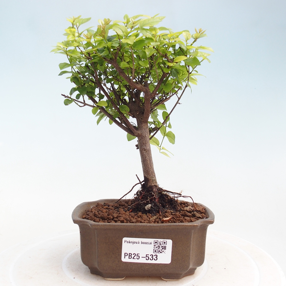 Pokojová bonsai - Sagerécie thea - Sagerécie thea