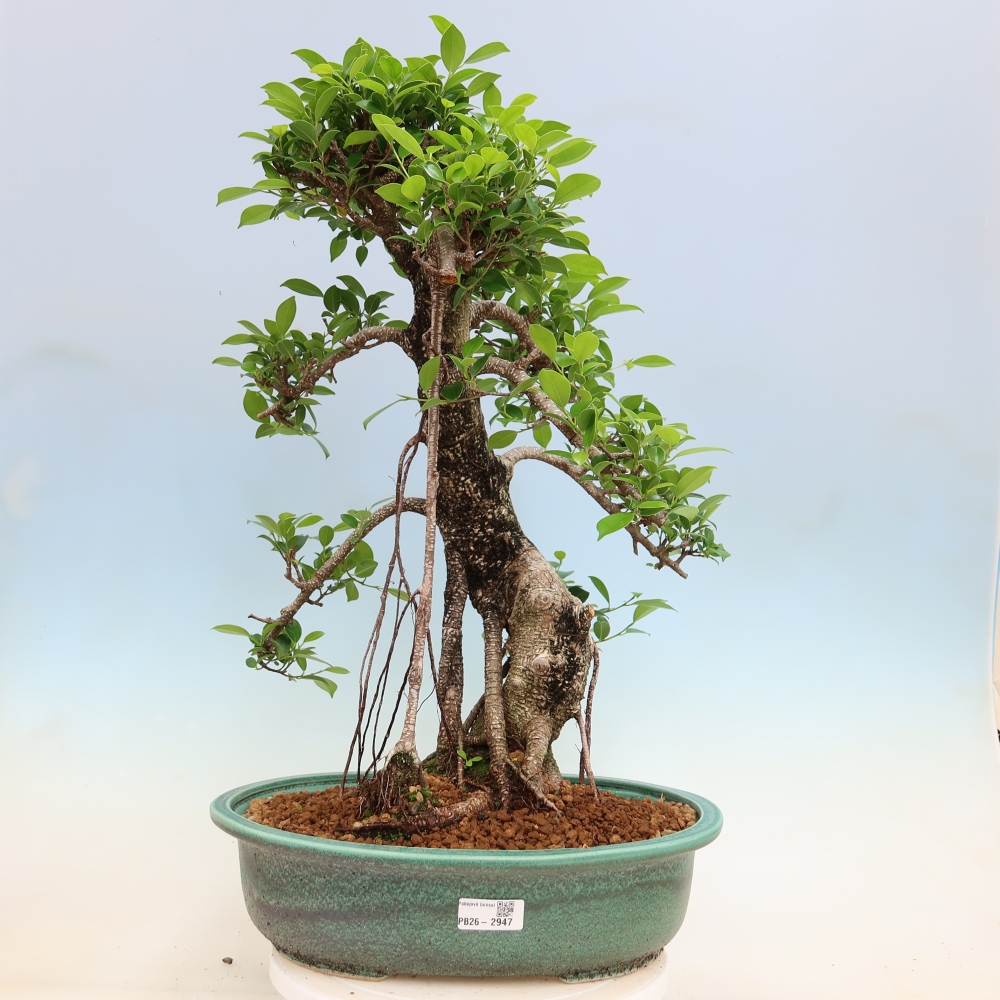 Pokojová bonsai - Ficus kimmen -  malolistý fíkus