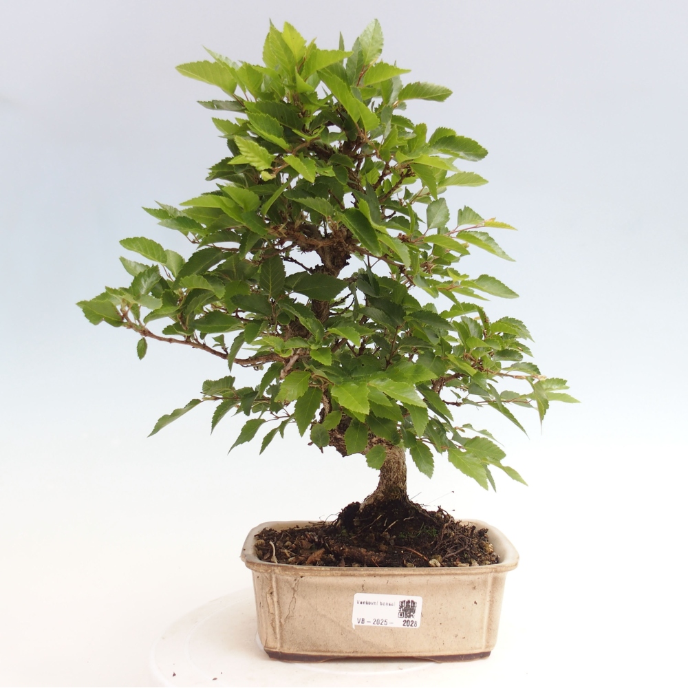 Venkovní bonsai -Carpinus CARPINOIDES - Habr korejský