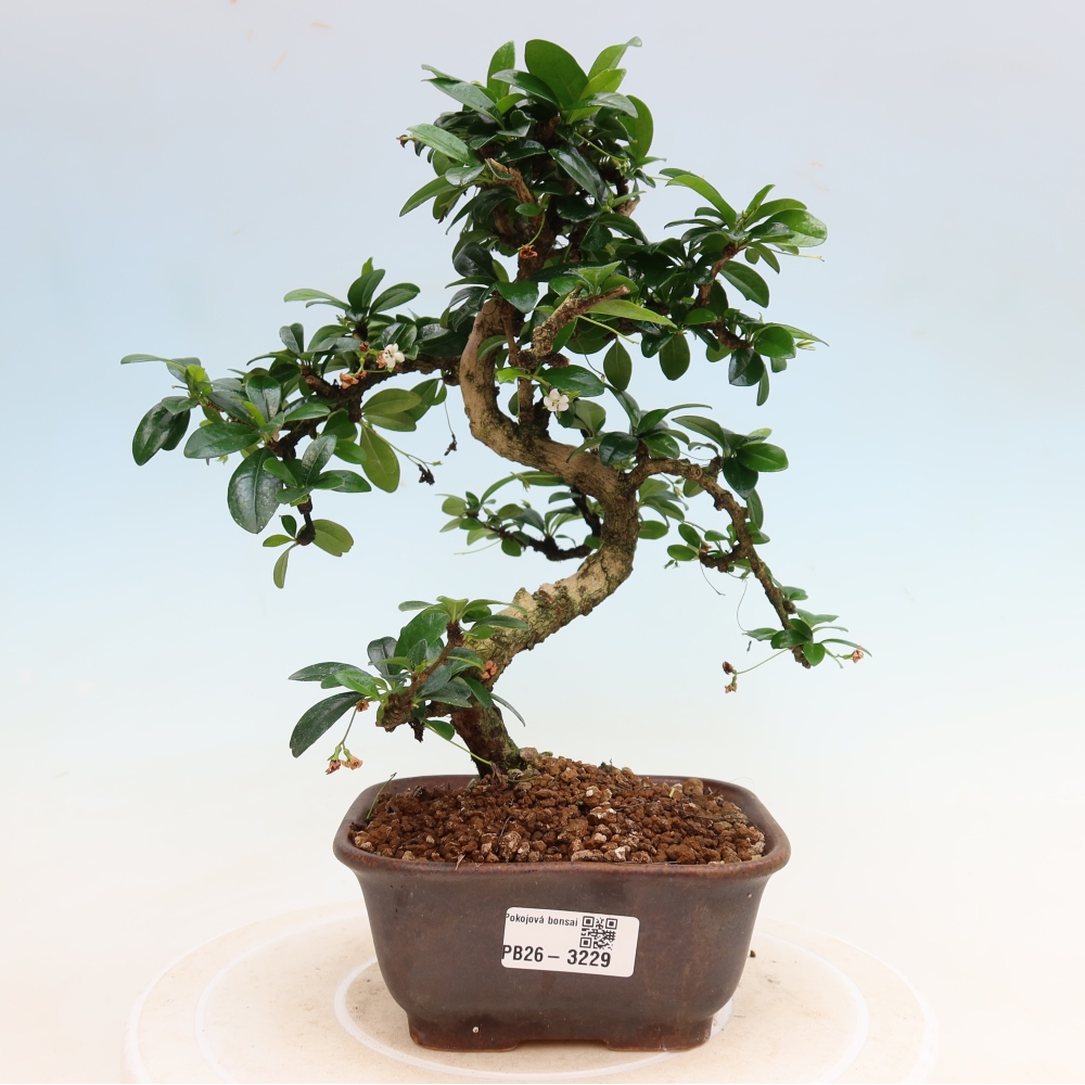Pokojová bonsai - Carmona macrophylla - Čaj fuki