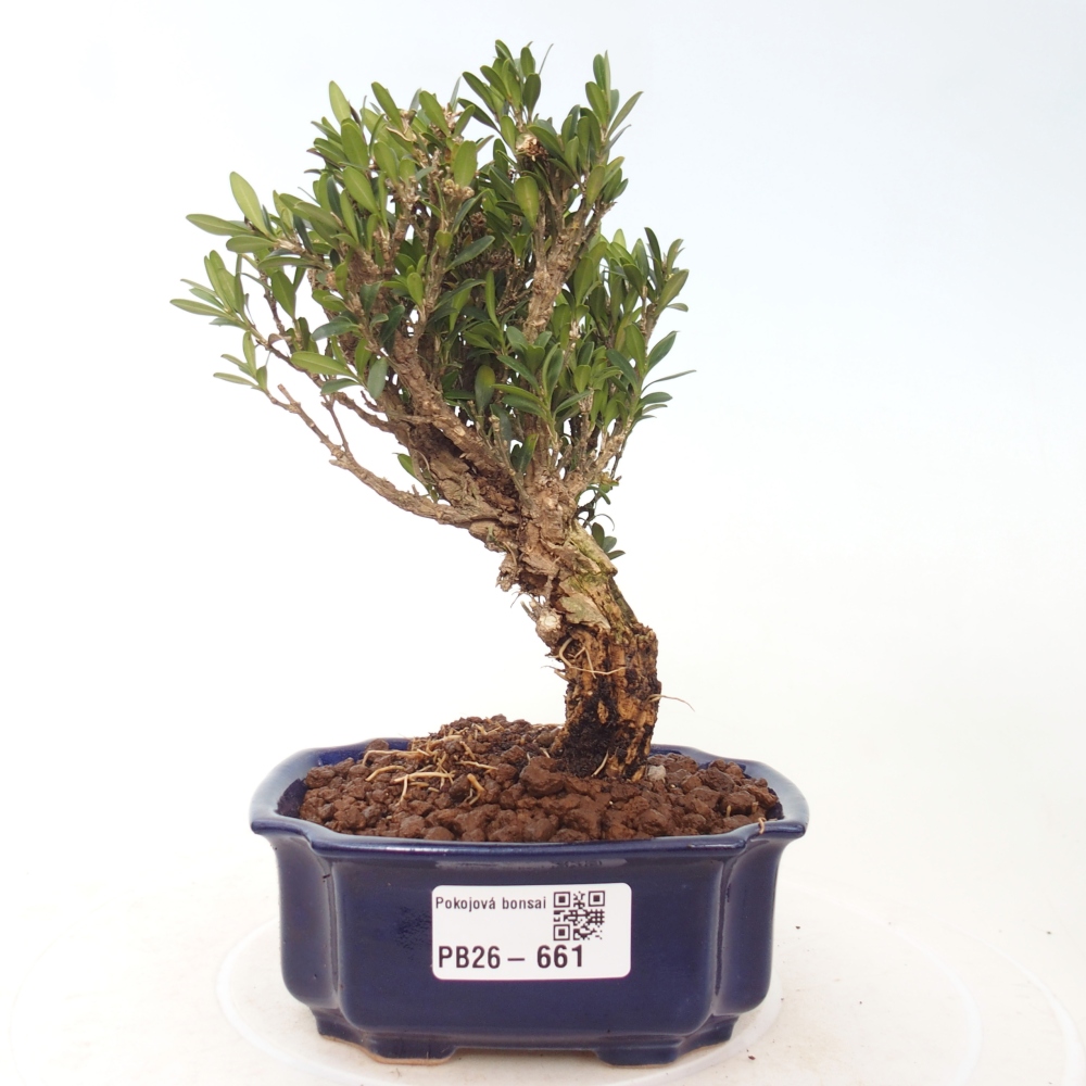 Pokojová bonsai - Buxus harlandii -korkový buxus