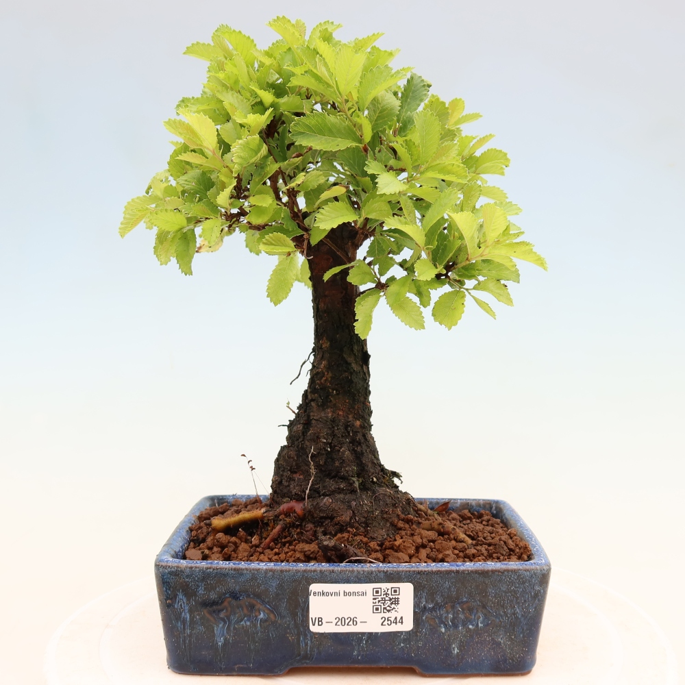 Venkovní bonsai - Zelkova - Zelkova NIRE