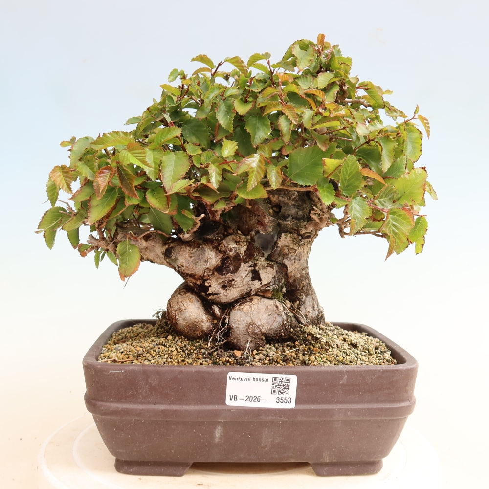 Venkovní bonsai -Carpinus CARPINOIDES - Habr korejský