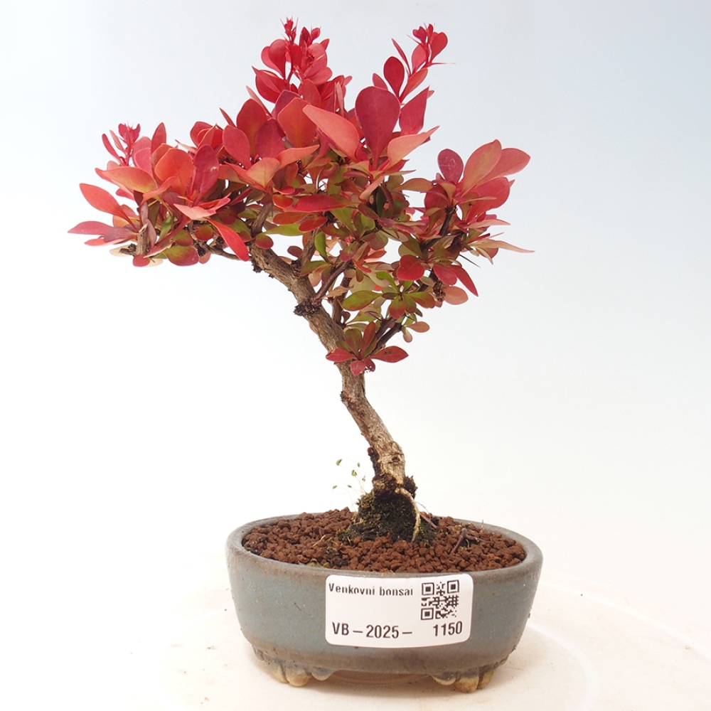 Venkovní bonsai - Berberis thunbergii Kobold - Dřištál Thunbergův