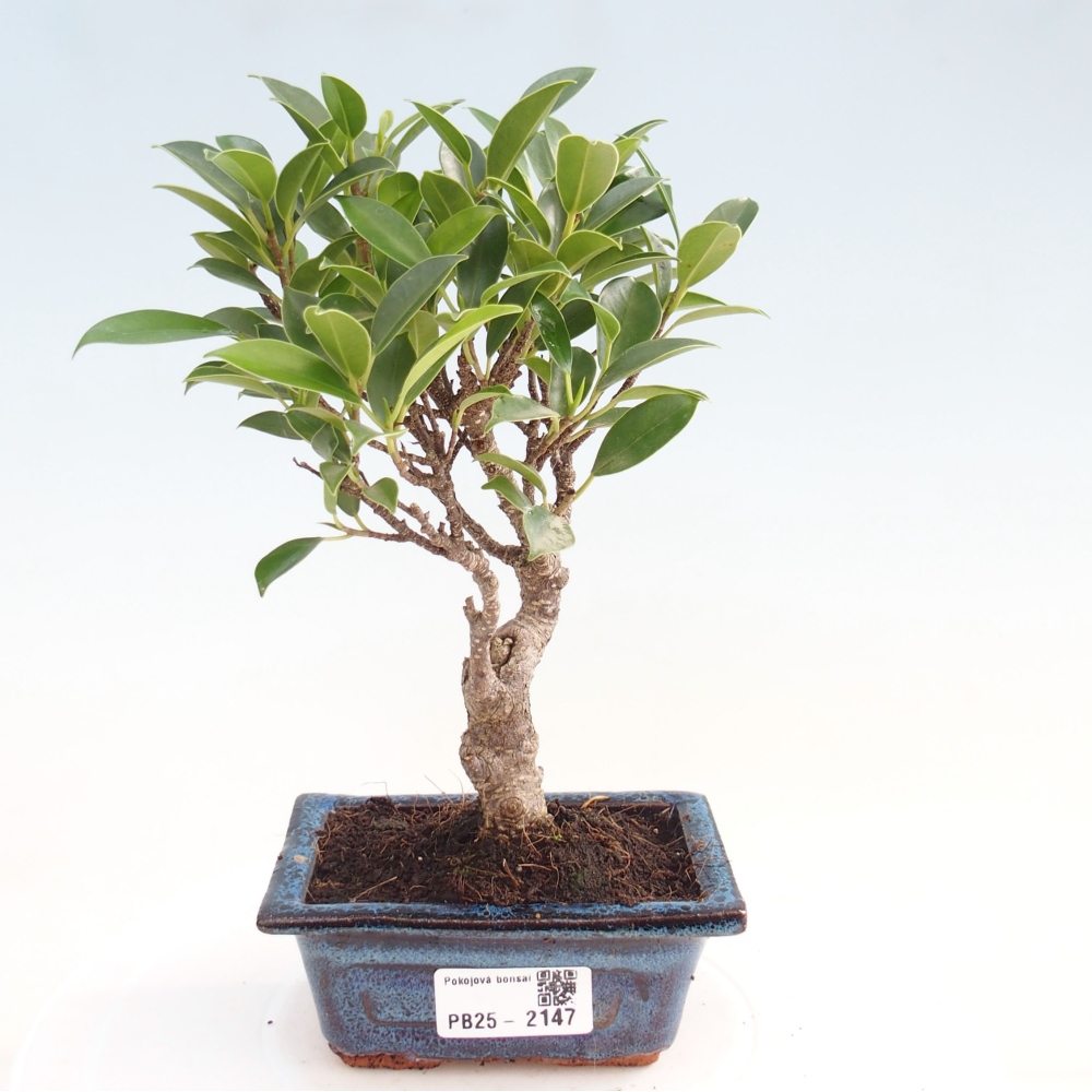 Pokojová bonsai Ficus retusa kimmen