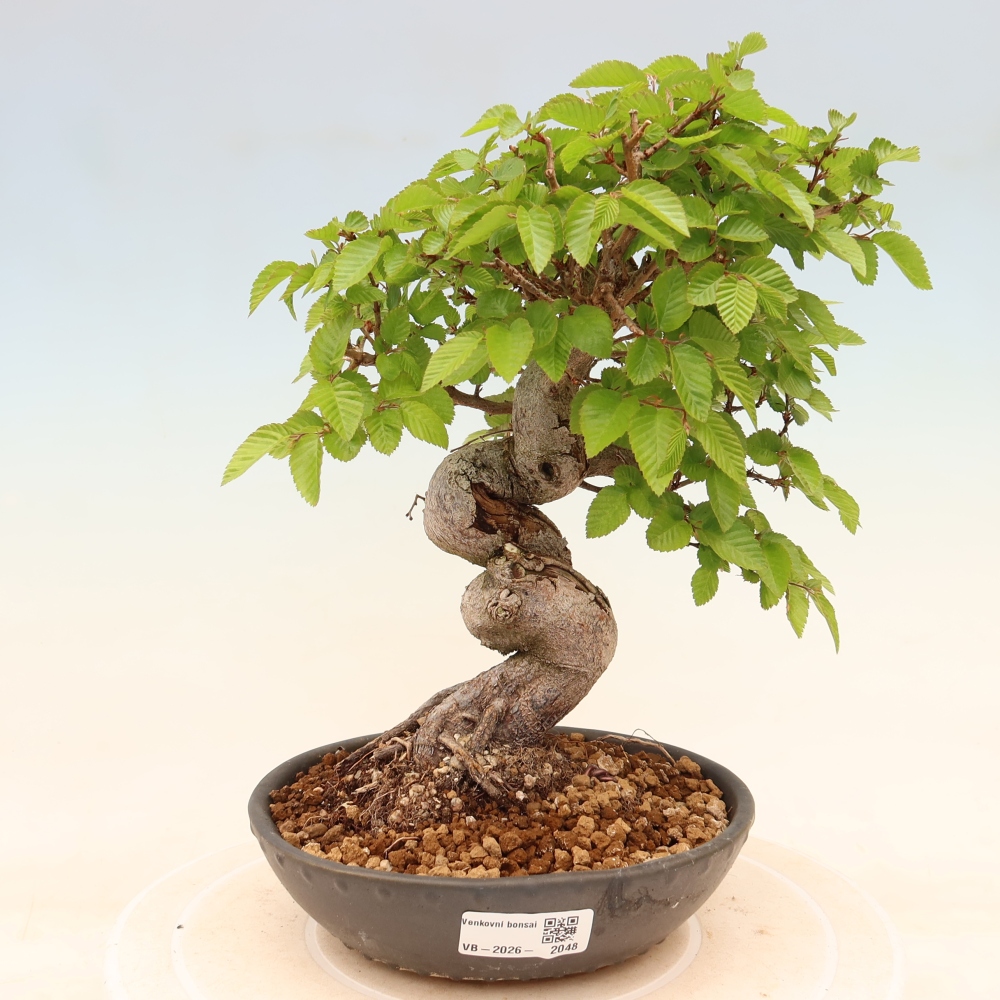 Venkovní bonsai -Carpinus coreana - Habr korejský
