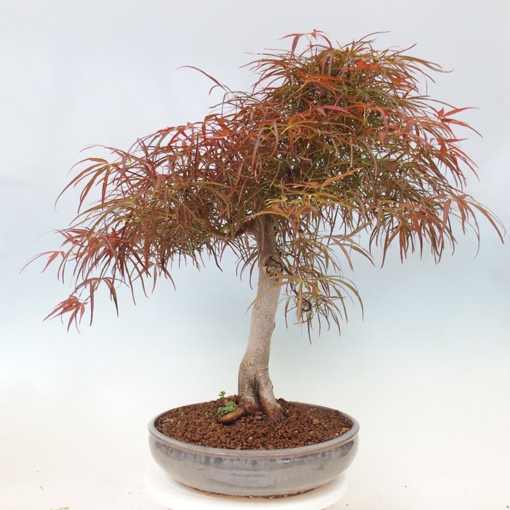 Venkovní bonsai - Javor dlanitolistý - Acer palmatum RED PYGMY